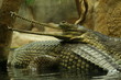 Portrait of a gharial. A close up picture of the rare and critically endangered species of Asian crocodile.