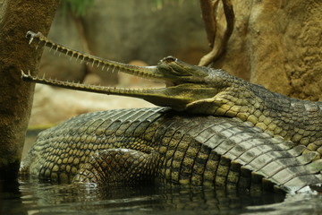 portrait of a gharial. a close up picture of the rare and critically endangered species of asian cro
