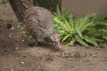 The North Island brown kiwi on a close up horizontal picture. A rare cute little bird endemic to New Zealand. A strange flightless species with long beak and brown feathers.