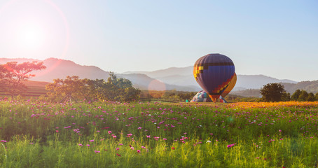 Wall Mural - Hot air balloon over cosmos flower field and sunset background.