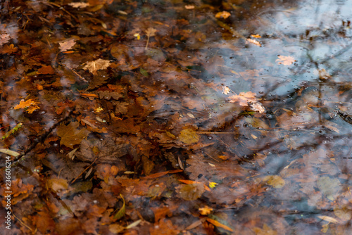 Fotografia, Obraz Accumulation de feuilles d'automne dans l'eau de l'étang