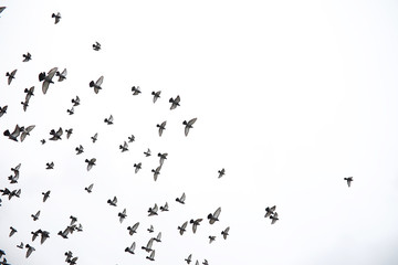 Canvas Afdrukken
 - A flock of pigeons flies across the sky. Birds fly against the sky. A large group of birds of pigeons flies across the sky on a white background.