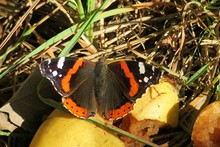 Butterfly In The Garden
