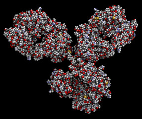 Sticker - IgG1 monoclonal antibody (immunoglobulin). Many biotech drugs are antibodies. 3D rendering based on protein data bank entry 1igy. Space-filling model with conventional color coding.