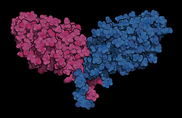 Poster - CTLA-4 (Cytotoxic T-lymphocyte-associated protein 4, CD152) protein. CTLA4 blocking antibodies are used in cancer therapy (immune checkpoint blockade therapy). 3D rendering.