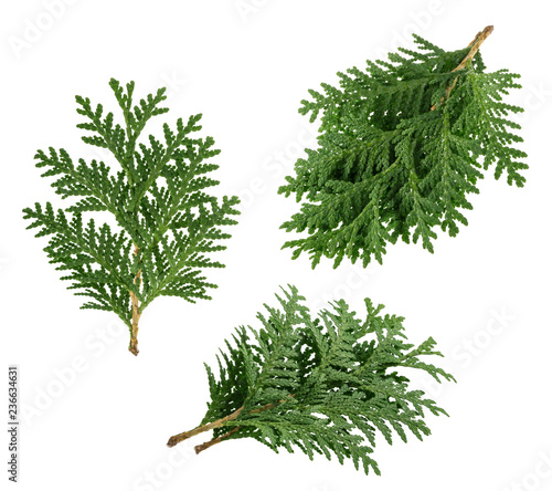 Fotomural Branch of thuja isolated on white background