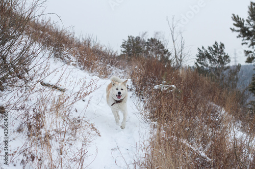 A Playful Beautiful Japanese Red Haired Akita Inu Dog Runs Along A