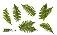 Fern Leaves Isolated On White With Clipping Path
