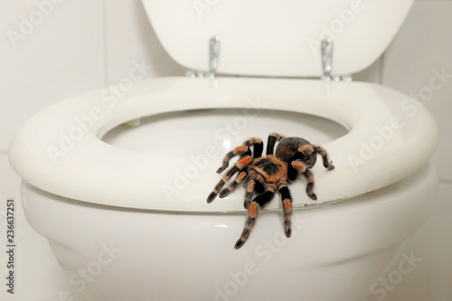 Fotografie, Obraz Eine Vogelspinne sitzt auf der Toilette in einem Badezimmer, Szene bei Tag