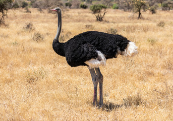 full body portrait of male somali ostrich, struthio camelus molybdophanes, in tall grass of the nort