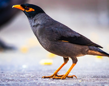  The Common Myna Or Indian Myna (Acridotheres Tristis), Sometimes Spelled Mynah, Is A Member Of The Family Sturnidae (starlings And Mynas) Native To Asia.