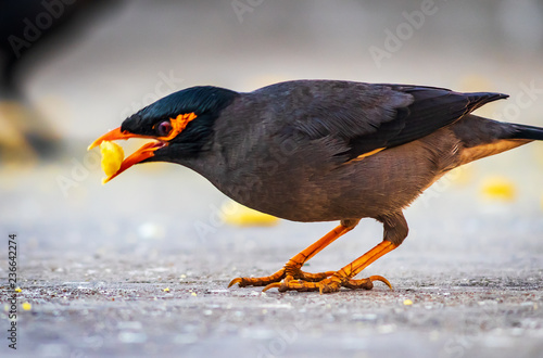 The Common Myna Or Indian Myna Acridotheres Tristis - 