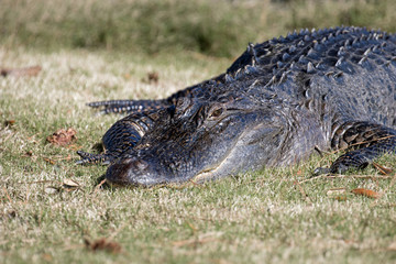 Sticker - Alligator in the sunshine