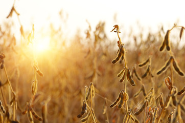 Soy field view against sunlight summer time