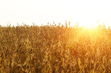 Soy field view against sunlight summer time