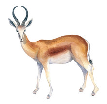 Watercolor Illustration Of An Isolated Standing Antelope Or Gazelle On A White Background. Painting Of An Animal - African Antelope Or Gazelle