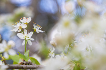 The beauty of spring