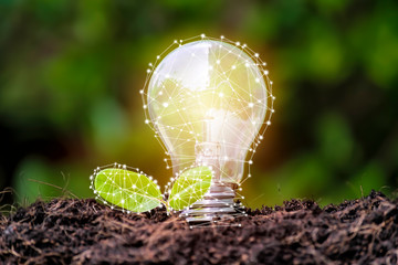 Wall Mural - the bulb is located on the soil, and the leaves are growing.