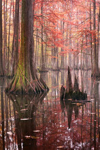 Beautiful Bald Cypress Trees In Autumn Rusty-colored Foliage, Their Reflections In Lake Water. Chicot State Park, Louisiana, US