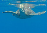 Fototapeta Łazienka - Green sea turtle (Chelonia mydas) swims to the surface to breath air, Bali, Indonesia	