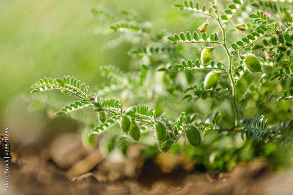 Fresh Green Chickpeas field , Chick peas also known as harbara or ...