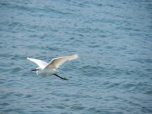 Flying And Landing Little Egret