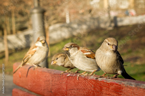 Fotografía House sparrow sitting outside. Urban birds. Tree sparrow