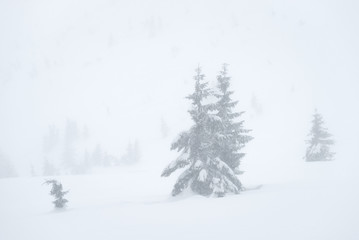 Winter landscape with spruce trees in the fog