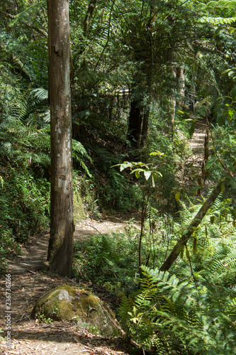 Fotografia, Obraz Forest walking track with Eucalyptus tree in Victoria amptheatre falls