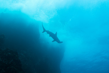 Great Hammerhead Shark swimming close to the surface along the reef