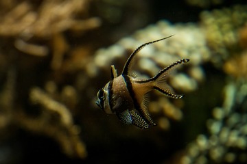 Banggai cardinalfish only found around Sulawesi, Indonesia, beautiful planted tropical aquarium with fish, Salt water marine fish