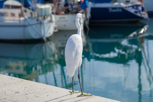 Little Egret Hunting In The Marina