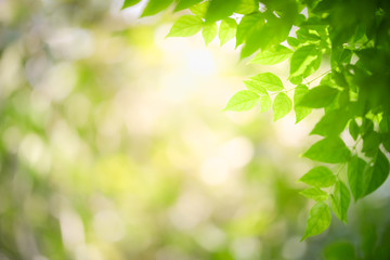 Nature of green leaf in garden at summer. Natural green leaves plants using as spring background cover page greenery environment ecology wallpaper