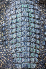 Wall Mural - Crocodile skin texture.