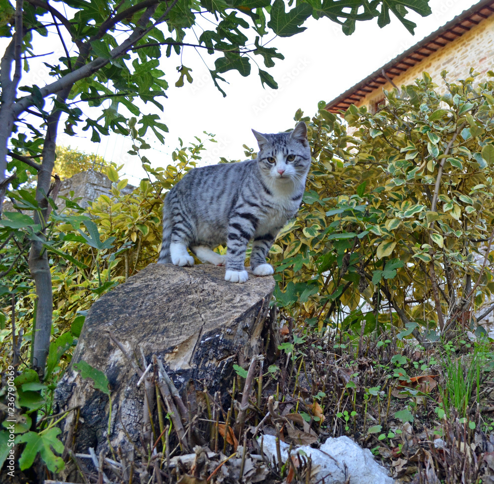 Razze di gattini a pelo corto, lungo e senza pelo: dal certosino al soriano