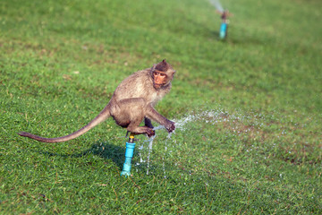 Poster - Monkey Springer Watering .