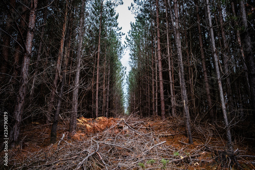 Zdjęcie XXL Mglisty wąski las sosnowy rozliczeń z martwych gałęzi na pierwszym planie