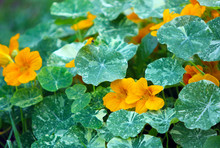 Natural Background Of Green Leaves And Yellow-orange Flowers. Nasturtiums Growing In The Open Air. Texture From Annual Plants, Soft Focus. Horizontal Image. Copy Space. Close Up.