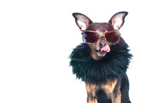 Stylish, Chic Dog  Isolated , Diva In A Fur Coat And Glasses Licked In Anticipation Of Purchases And Discounts. Fashion And Shopping Concept
