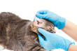 Veterinarian looking ear of a cat while doing checkup at clinic
