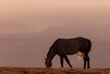 Fototapeta Natura - Wild Horse at Sunset in the High Desert