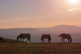 Fototapeta Konie - Wild Horses at Sunset in the High Desert