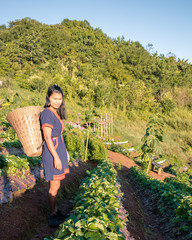 Wall Mural - woman couple in traditional lana clothes, men and woman picking up strawberry in northern thailand clothes, Mon Cham Chiang Mai Thailand Sunrise in the mountains, 