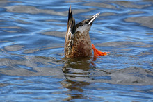 Male Northern Shoveler Duck Or Drake Diving For Food In Wind Driven Waves On Lake