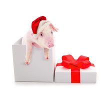 Pig In A Red Santa Claus Hat.