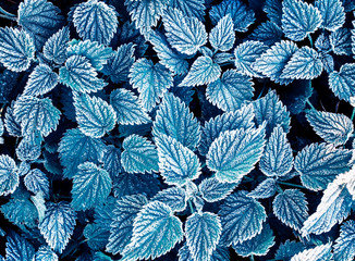 beautiful natural background top view of nettle leaves covered with first autumn frost early morning in the garden