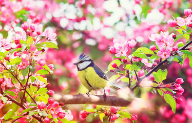 Wall Mural - cute little bird tit sitting on an apple tree branch with bright pink flowers in spring garden