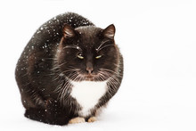 Winter Black Cat With White Mustache Sitting In The Snow