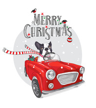 Christmas Card. French Bulldog In A Striped Scarf With Gift Inside Of The Red Car. Vector Illustration.