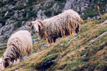 Two sheeps eating grass in the high pastures of the Ossau valley in the pyrennees